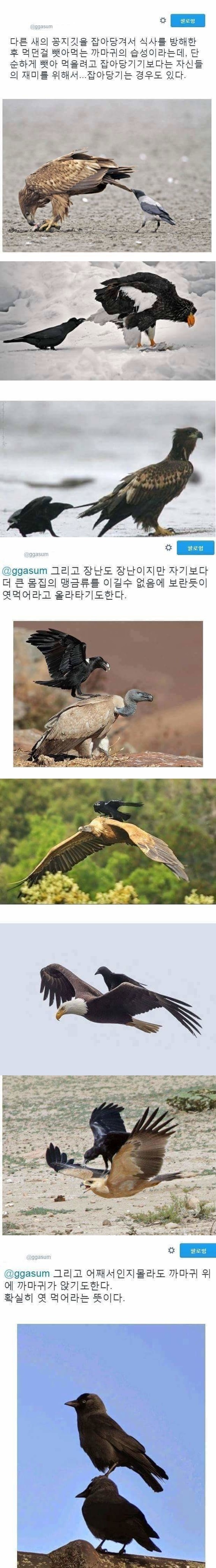 까마귀 인성 논란 > 유머게시판 | 퀘이사존 QUASARZONE