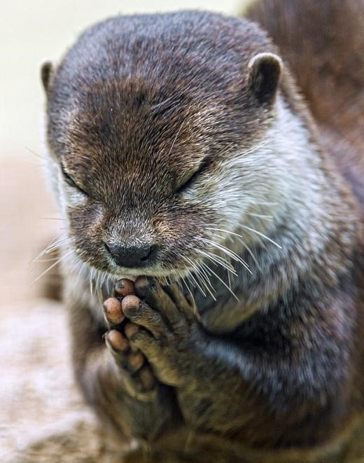 수용이 ㄹㅇ 좆된듯?? | CS:GO 인벤