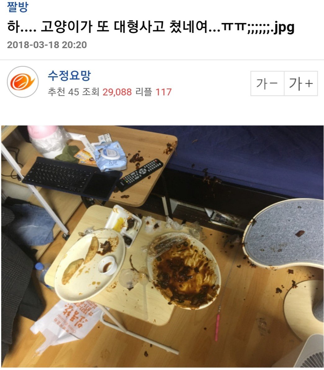 고양이가 자꾸 사고를 칩니다 > 유머게시판 | 퀘이사존 QUASARZONE