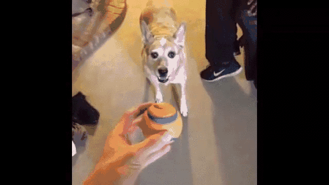 26.gif