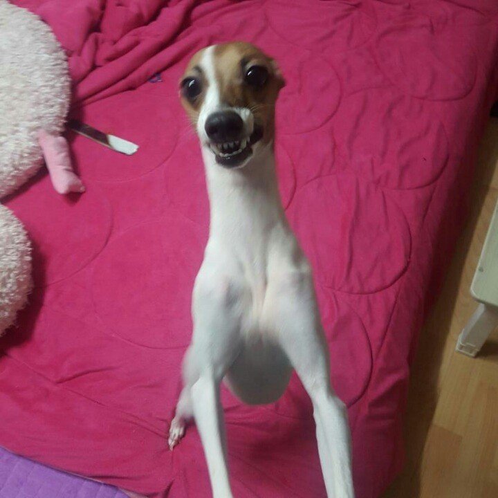 다시보는 디씨 강아지 인증 레전드.jpg - DogDrip.Net 개드립 다시보는 디씨 강아지 인증 레전드.Jpg - Dogdrip.Net 개드립