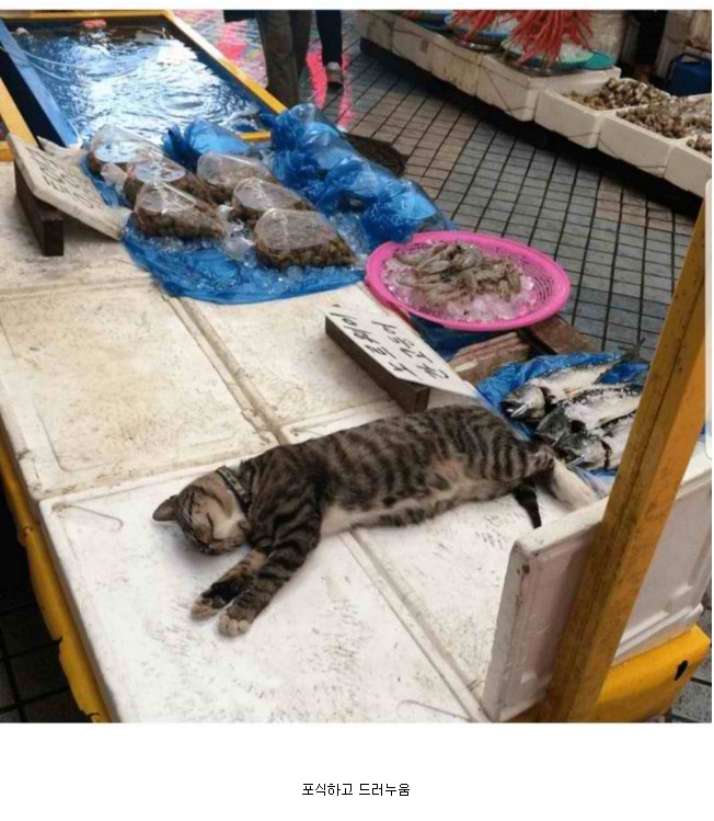 고냥이에게 생선가게 맡긴 뒤